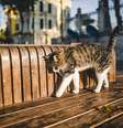 Especialistas em comportamento animal definem o aliciamento social como uma forma de cuidado compartilhado que vai além da limpeza. - depositphotos.com/AlexGukBO Foto: Giro 10