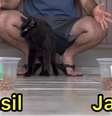 Gato Milu, vidente que já acertou as previsões de todos os jogos desta Copa.  Foto: Reprodução/ Redes Sociais