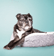 A redução da energia é comum em pets idosos, que costumam alternar momentos de atividade com cochilos mais frequentes Foto: sophiecat | Shutterstock / Portal EdiCase