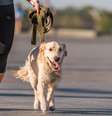 Veja como proteger as patinhas e garantir o bem Foto: estar do cachorro - Shutterstock / Alto Astral