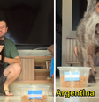 Gato elege a vitória de Cabo Verde sobre a Argentina  Foto: Reprodução
