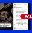 Foto em que cão protege bebê após terremoto na Venezuela foi gerada com IA Foto: Reprodução/Redes Sociais / Estadão