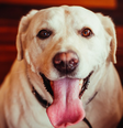 O que significa quando o cachorro fica com a língua de fora? Foto: Freepik
