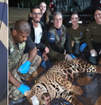 Onça-pintada foi filmada "invadindo" empresa no Paraná e seguiu sendo monitorada por cerca de 50 dias, até ser capturada Foto: Reprodução/RPC Maringá/IAT