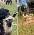 Lhamas e alpacas estão em abrigo no interior do Acre  Foto: Reprodução/Instagram/patinhacarente