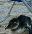 Pinguim aparece na Praia de Ipanema e se abriga em cadeira de praia Foto: Reprodução/TV Globo