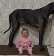 LeBron, um dogue alemão de 60 kg, é "babá" da pequena Maitê desde que nasceu Foto: Reprodução/Instagram/@aquira_e_lebron