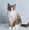 Com olhos azuis, esses gatos encantam pela aparência marcante e conquistam admiradores em diferentes partes do mundo Foto: Yuliya Alekseeva | Shutterstock / Portal EdiCase