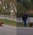 Vídeo mostra homem puxando onça viva pelo rabo no meio de rodovia no interior de SP  Foto: Reprodução/Redes sociais