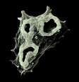 Naegleria fowleri, mais conhecida como a 'ameba comedora de cérebros', ataca o tecido cerebral Foto: Bruno da Rocha-Azevedo, Herbert B. Tanowitz e Francine Marciano-Cabral / Interdisciplinary Perspectives on Infectious Diseases / BBC News Brasil