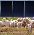 O Texas instalou milhões de painéis solares onde antes havia campos abertos. Eles contrataram 3.000 ovelhas para fazer a manutenção do local. Foto: Xataka