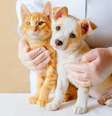 Descubra a idade de seu pet Foto: Shutterstock / Alto Astral
