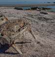 À medida que o lago recua, ele expõe leito que pode conter substâncias químicas tóxicas, como pesticidas e metais pesados Foto: DW / Deutsche Welle