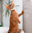"A Casa do Dragão" pode ser uma ótima fonte de inspiração de nomes para gatos Foto: Nataliabiruk | Shutterstock / Portal EdiCase
