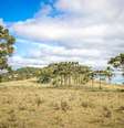 Floresta de araucárias e campos de pastagem nas regiões de altitude do Sul do Brasil: lições do passado podem nos ajudar a conservar esse ecossistema antigo e em risco devido a anos de exploração madeireira, expansão agrícola e as recentes mudanças no clima. Diego Murta/Shutterstock  Foto: The Conversation