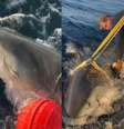 Tubarão-branco conhecido como Contender Foto: organização Ocearch / Portal de Prefeitura