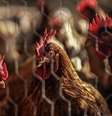 As aves da Korin são criadas com alimentação livre de transgênicos e antibióticos  Foto: Vitor Serrano/BBC / BBC News Brasil