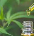 Estudo analisou mais de 3,5 mil pacientes em tratamento com cannabis medicinal Foto: Shutterstock / Saúde em Dia