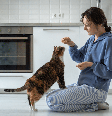 Estar atento a detalhes na rotina dos gatos ajuda a identificar possíveis alterações na saúde Foto: yourphotopie | Shutterstock / Portal EdiCase