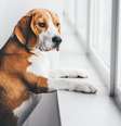 Deixar o cachorro sozinho é maus-tratos?  Foto: SaúdeLAB