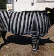 Pesquisadores japoneses descobriram que pintar vacas pretas com listras brancas, imitando o padrão das zebras, reduz em cerca de 50% a incidência de moscas que picam esses animais Foto: Reprodução/Plos One