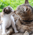 A apresentação entre os gatos deve acontecer de forma gradual, respeitando o tempo de adaptação de cada animal Foto: Natallia Ustsinava | Shutterstock / Portal EdiCase
