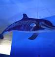 Esqueleto de um golfinho exposto no Museu Oceanográ de Arraial do Cabo: à medida em que o Brasil se prepara para sediar a Conferência Global da Década do Oceano, em 2027, pesquisa mostra que é preciso ampliar o diálogo entre a Ciência do Mar e as comunidades costeiras.  Foto: Wikimedia, CC BY / The Conversation