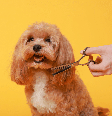 Antes de levar o cachorro para tosar, é importante tomar algumas precauções para garantir que o procedimento seja seguro e confortável Foto: New Africa | Shutterstock / Portal EdiCase