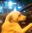 Cachorro sobe no carro e tenta desesperadamente entrar  Foto: Reprodução/X