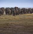 Autoridades investigam mortes de elefantes no Parque de Amboseli  Foto: ANSA / Ansa - Brasil