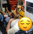 Cachorro 'caramelo' emociona socorristas ao acompanhar tutor em atendimento do Samu em SC  Foto: Reprodução/Instagram:@samubravo07