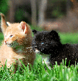 Nomes combinados são uma opção divertida para duplas de gatos Foto: krys.pl | Shutterstock / Portal EdiCase