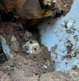 Cachorro foi resgatado com vida após permanecer 19 horas sob os escombros de um muro que desabou em SC  Foto: Reprodução/Instagram/@bvsc.concordia