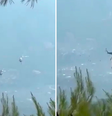 Dois helicópteros colidem durante combate a incêndio na Grécia.  Foto: Reprodução/ Redes Sociais