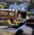 Gato Foto: Divulgação/Syros Cats / Xataka