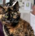 Gata de 31 anos pode entrar para o Guinness: rotina com camarão, salmão e água mineral chama atenção Foto: Reprodução/X/LorenzoTheCat ·