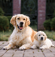 A adaptação entre um filhote e um cachorro mais velho exige alguns cuidados Foto: Nikaletto | Shutterstock / Portal EdiCase