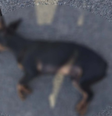 Filho denuncia o próprio pai contra maus-tratos a cachorro e leva o animal morto até a Polícia  Foto: Reprodução 