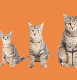 Saber em que fase da vida o animal está é o que orienta os cuidados com a saúde Foto: sophiecat | Shutterstock / Portal EdiCase