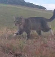 O gato Nine Lives que foi capturado na Nova Zelândia  Foto: Reprodução