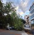 Árvore caída em São Paulo após ventania: no Brasil, El Niño provoca clima de extremos em agosto, com calor atípico e ciclone  Foto: Defesa Civil SP / BBC News Brasil