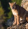 Centenas de pumas são abatidos anualmente nos EUA por conflitos com criadores de gado  Foto: DW / Deutsche Welle