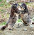 Marmotas brincam em montanha nos Alpes Foto: ANSA / Ansa - Brasil