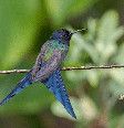 Encontradas em diferentes biomas, elas revelam a riqueza e a diversidade da fauna do país Foto: Luiz Fernando Matos | Shutterstock / Portal EdiCase