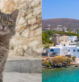 Projeto na ilha de Syros busca voluntários para ajudar em abrigo de felinos por pelo menos um mês  Foto: Shuttershock 