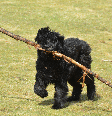 O porte robusto está entre as características mais marcantes do bouvier des Flandres Foto: Carol Hamilton | Shutterstock / Portal EdiCase