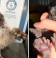 Gato com 29 dedos estabelece novo recorde e entra para o Guiness Book  Foto: Reprodução 