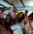 Brasil exportou, em 2025, mais de R$ 4 bilhões à União Europeia em carne de boi  Foto: DW / Deutsche Welle