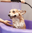 A frequência dos banhos deve acompanhar as necessidades de cada cachorro  Foto: AYO Production | Shutterstock / Portal EdiCase