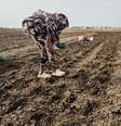 Plantação em Gedaref, no Sudão: El Niño deve provocar estiagens em várias partes do mundo Foto: ANSA / Ansa - Brasil